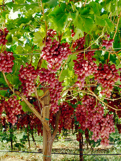 επιτραπεζια σταφύλια crimson seedless Grape Team Λάρισα